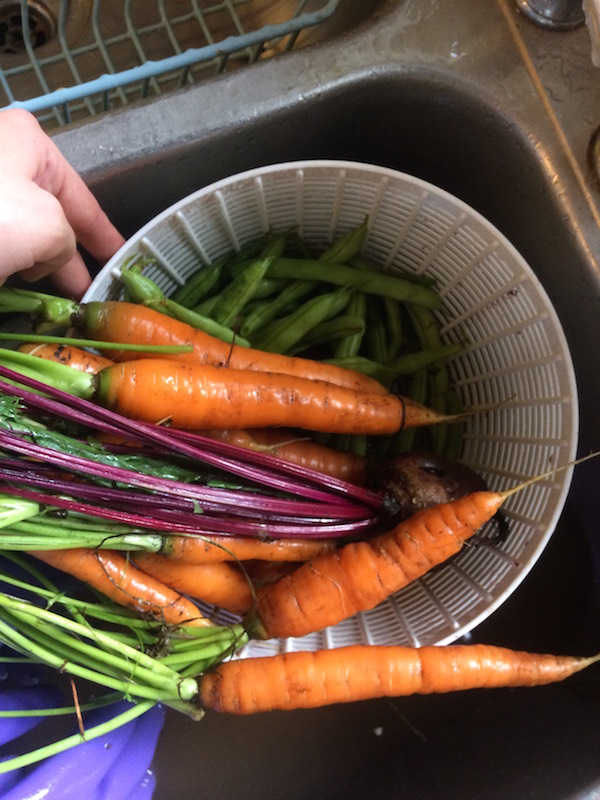 CarrotsAug17