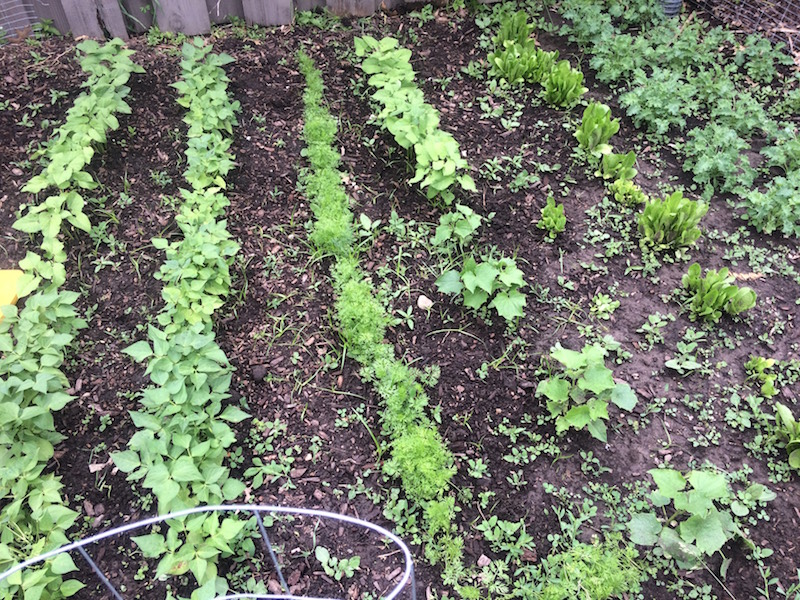 GardenJune17
