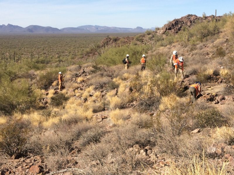 buffelgrass organ pipe