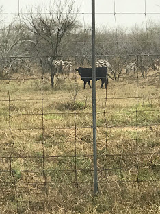 zebras tx ranch