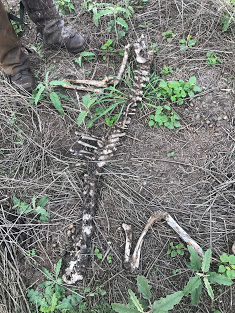 deer skeleton