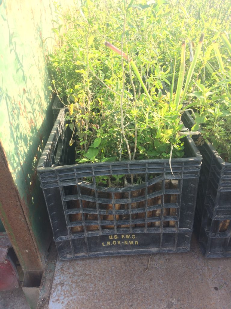 crate of shrubs