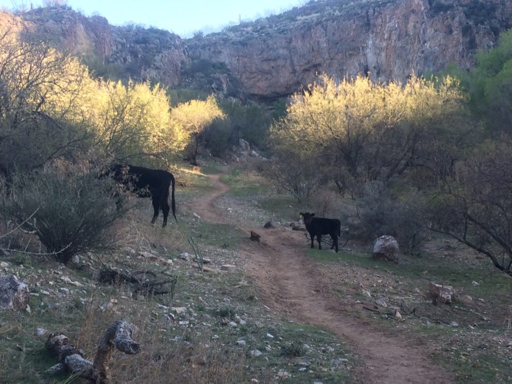 cows on arnett canyon